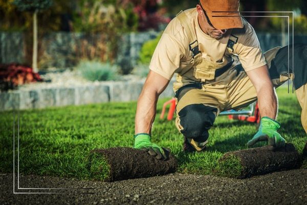 Landscaping professional installing new sod.