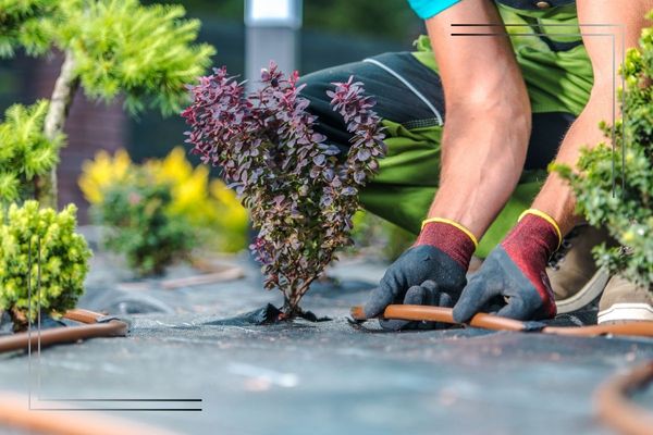 Landscaping Worker Building Trickle Irrigation System
