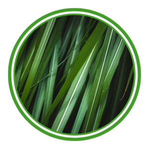 Lawn Care Icn2 (2).png
