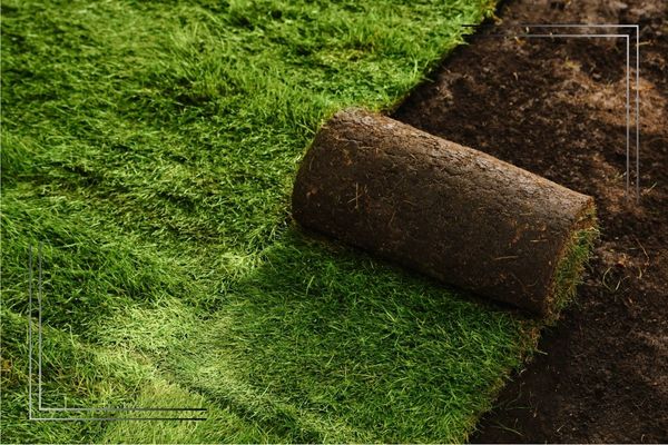 A roll of sod being installed.