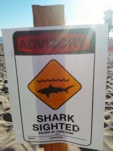 shark-warning-4-225x300.jpg