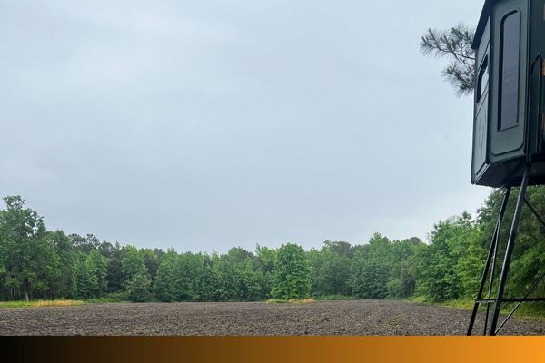 cleared land in front of hunting stand 