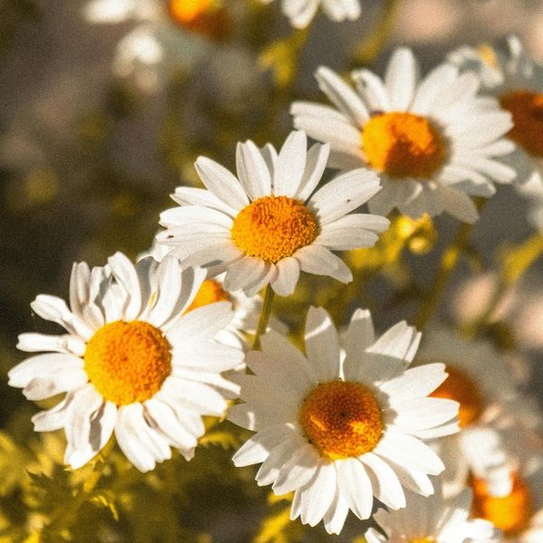 chamomile blossoms 4 Soothing Ingredients to Look for in Herbal Teas 1.jpg