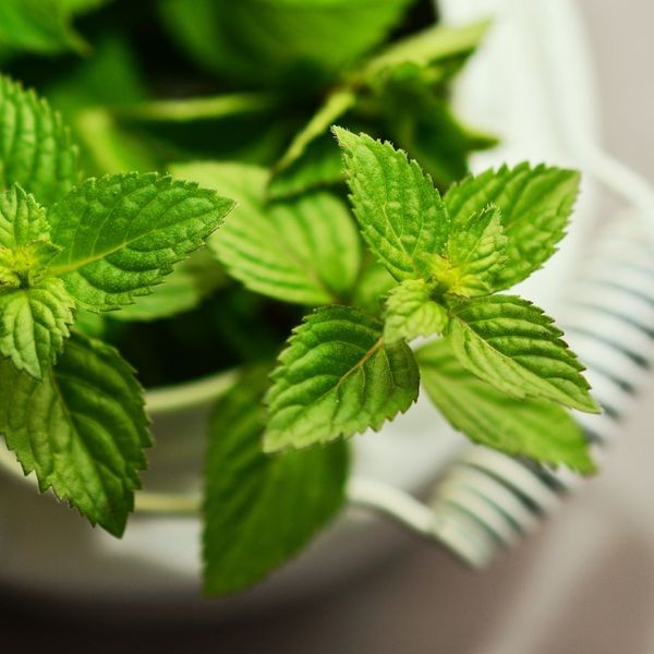 peppermint leaves 4 Soothing Ingredients to Look for in Herbal Teas 3.jpg