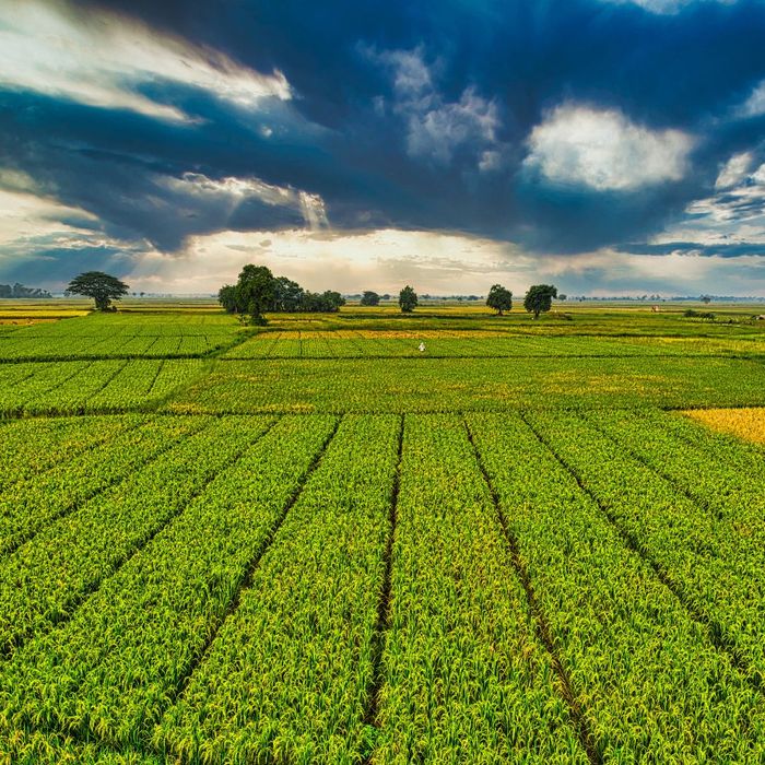 Versatility Of Aerial Photography In Agriculture 1.jpg