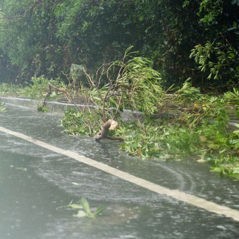 downed tree branches