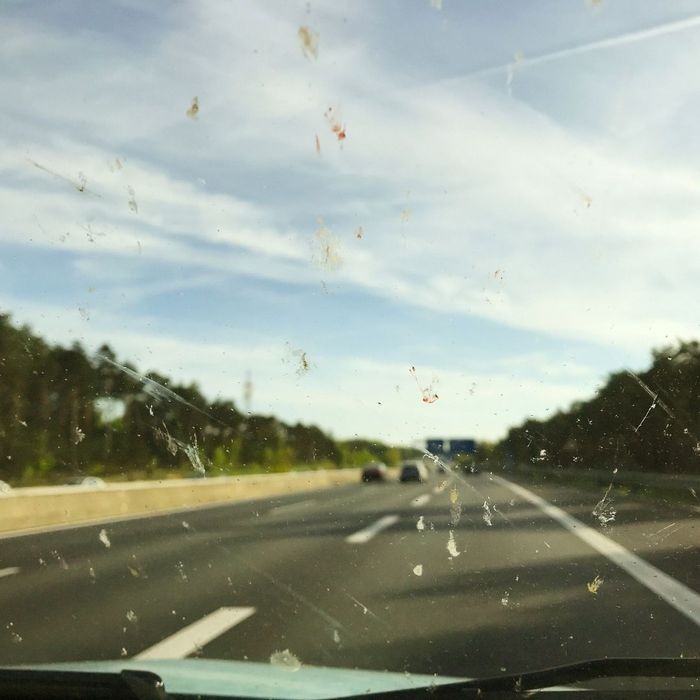 windshield covered in bugs