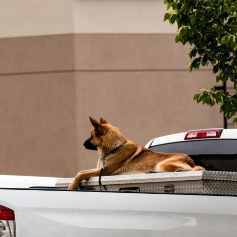 dog sitting on toolbox in truck bed