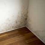 mold in corner of wall