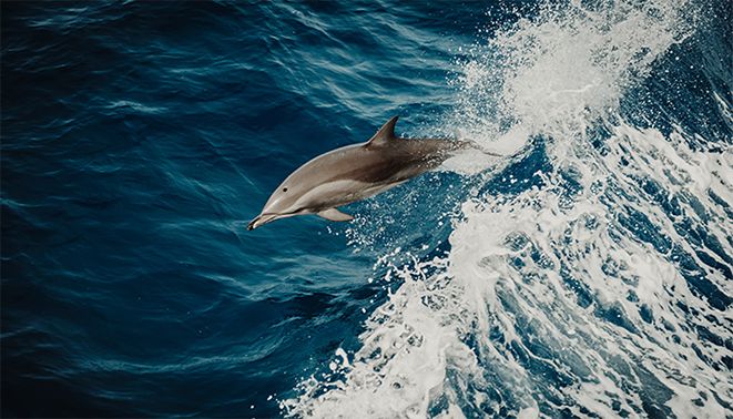 Dolphin Tours & Cruises
