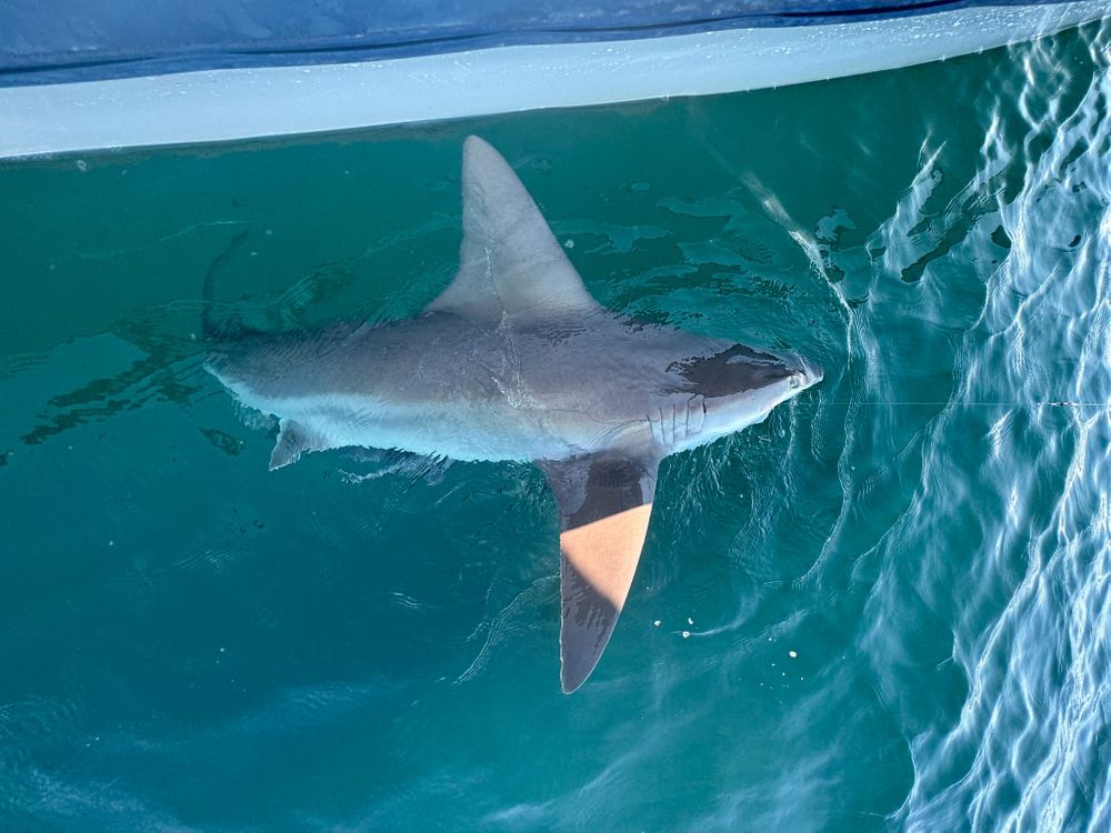 Shark swimming beside the boat during a Salty Endeavors shark fishing adventure in Destin, Florida