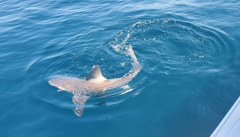 Shark Fishing