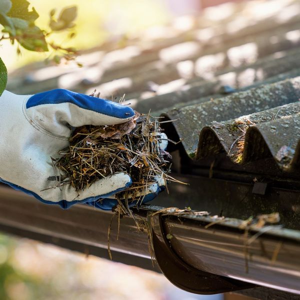 cleaning out pine needles in gutters 