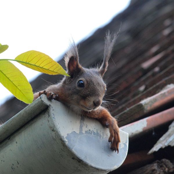 squirrel on old gutter 