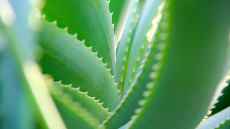 closeup of Aloe plant