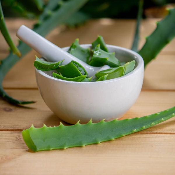 aloe plant being broken up