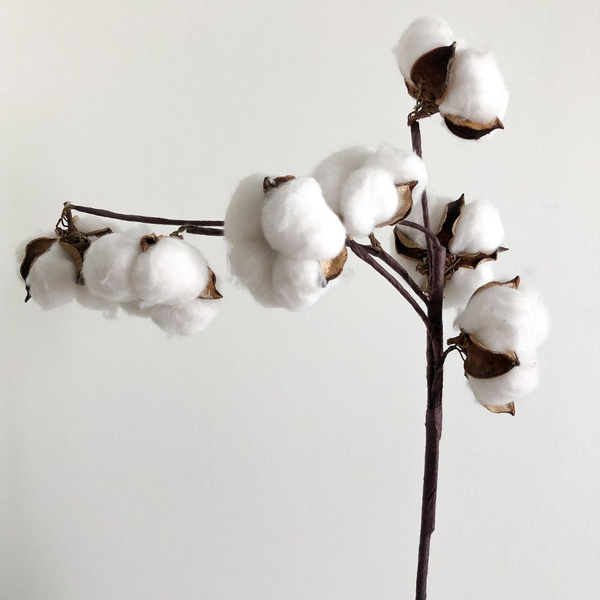 cotton plant