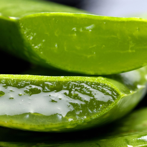 closeup of Aloe plant