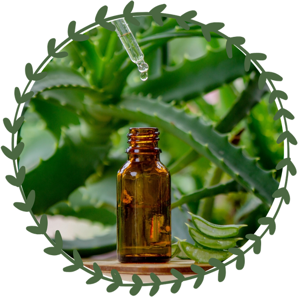 Aloe vera.