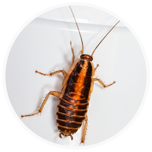 Cockroach on wall