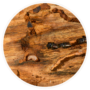 Home - Icon 2.png