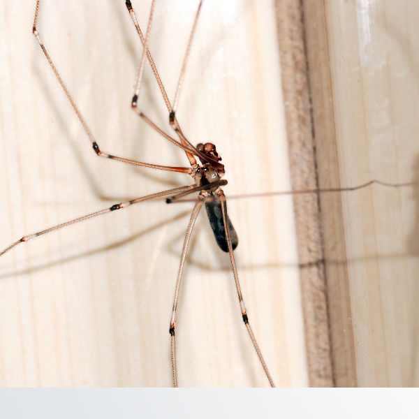 Large cellar spider in corner General Pest Control - Image 1.jpg