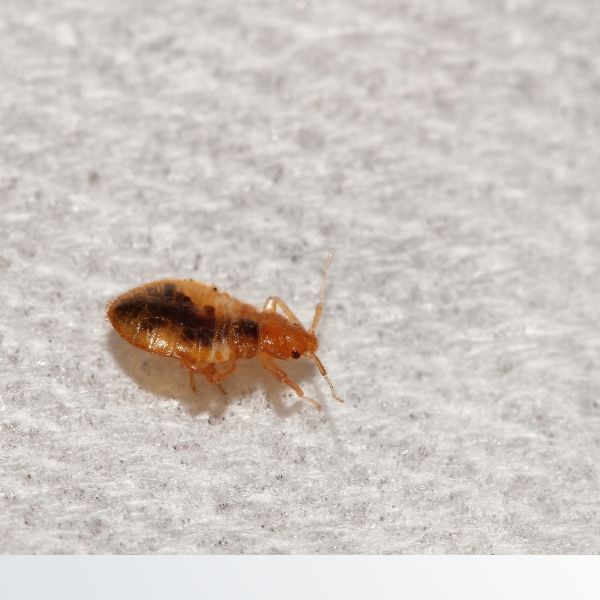 Bed bug on mattress Structural Pest Control - Image 1.jpg