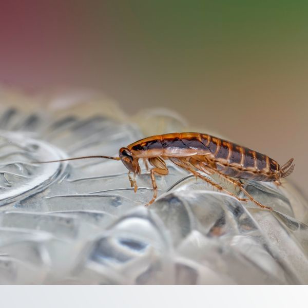 Cockroach crawling over glass dinnerwear General Pest Control - Image 2.jpg