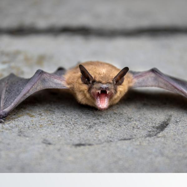 A bat on the roof of a home wildlife control - Image 1.png