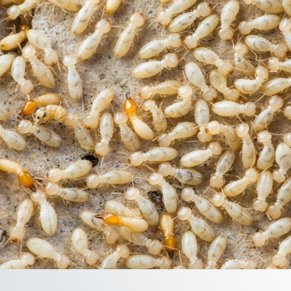 Colony of termites Structural Pest Control - Image 2.jpg