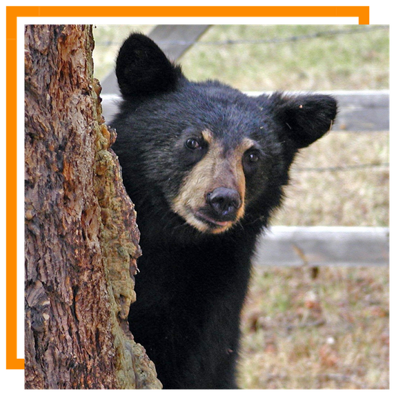 Black Bear Craig 1.png