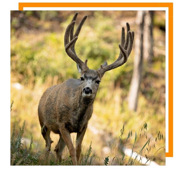 deer
