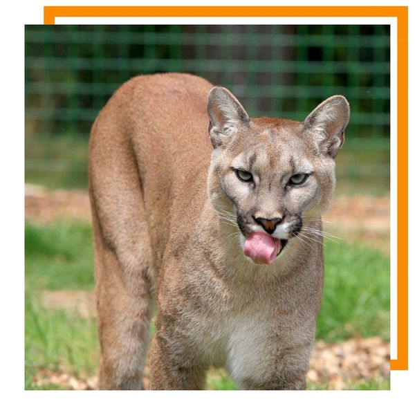 Mountain Lion Mountain Lion