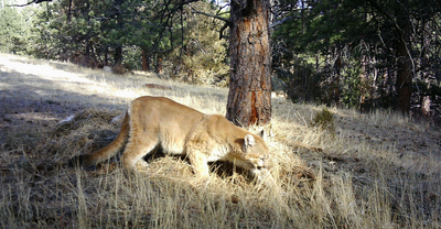 What Makes Colorado Ideal for Mountain Lion Hunting-bg.png
