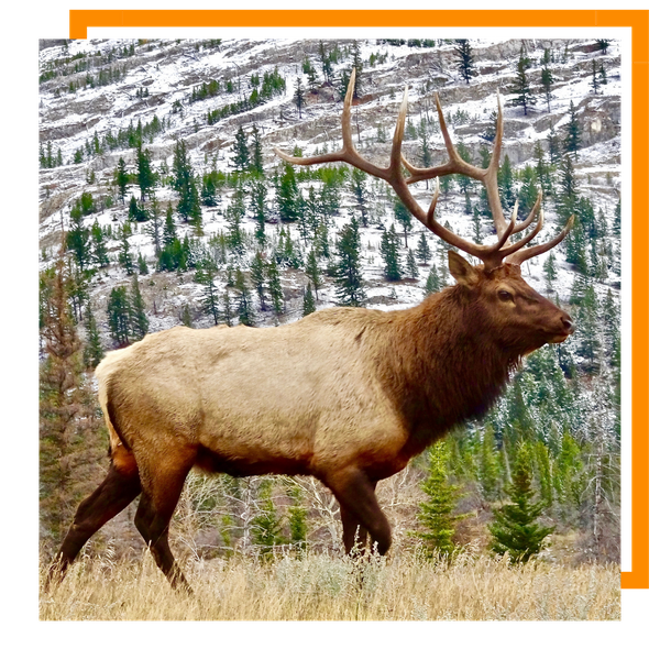 Elk Hunting Craig 2.png