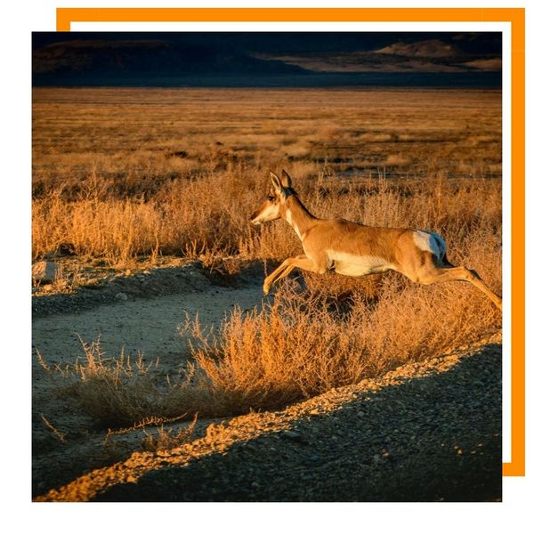 Pronghorn Antelope Pronghorn Antelope