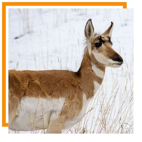 Pronghorn Antelope Pronghorn Antelope