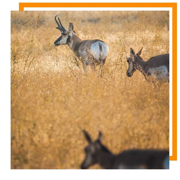 Pronghorn Antelope Pronghorn Antelope
