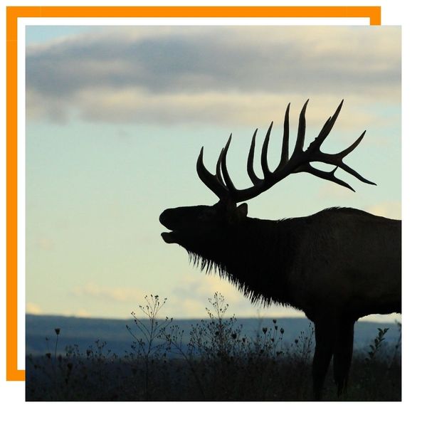 elk elk