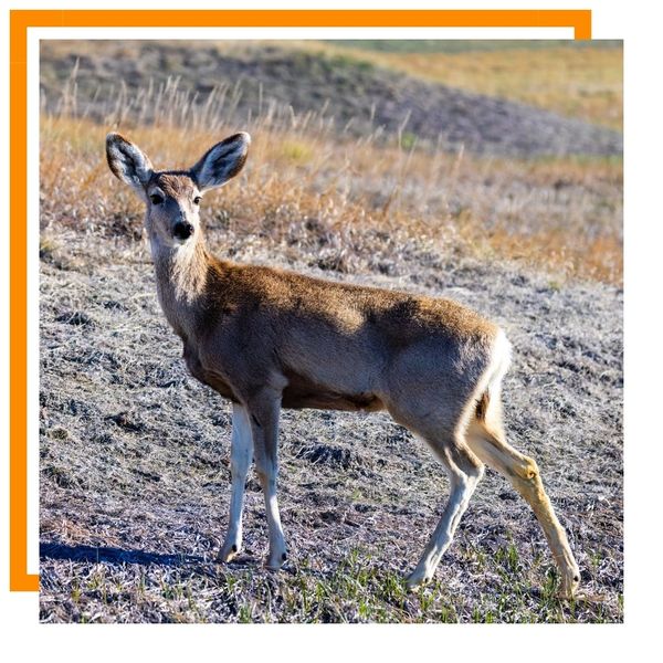 deer deer