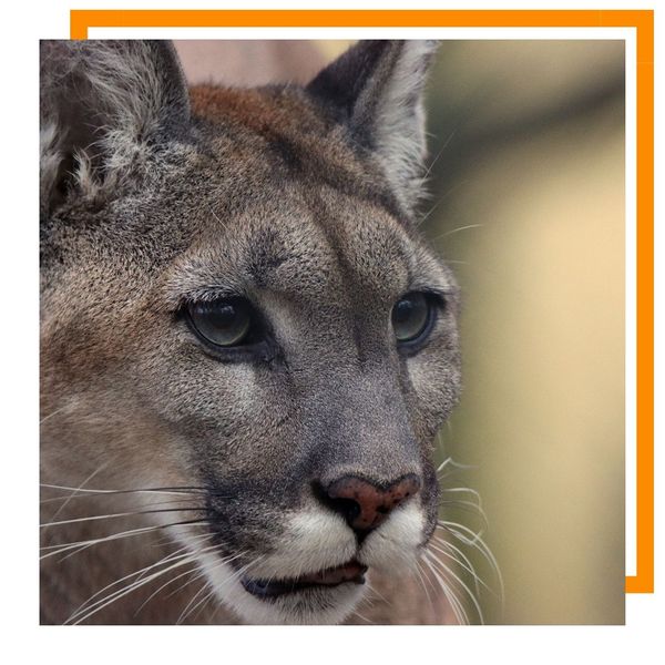 Mountain Lion Mountain Lion