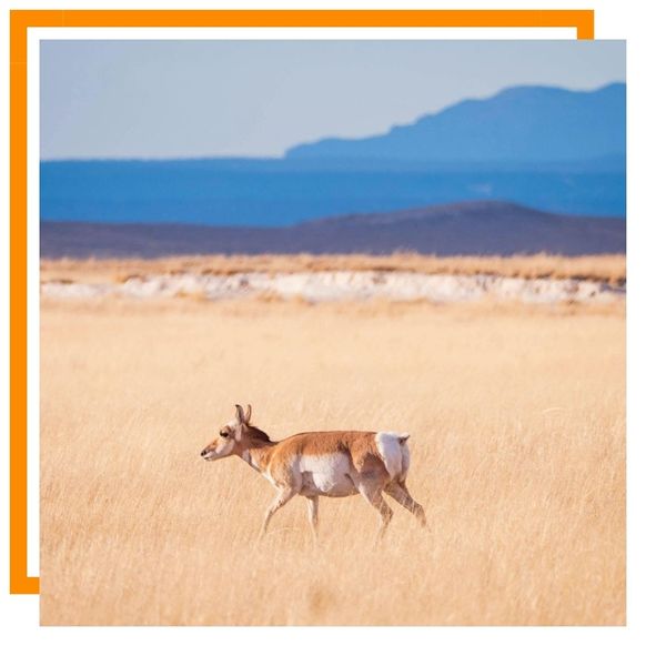 Pronghorn Antelope Pronghorn Antelope
