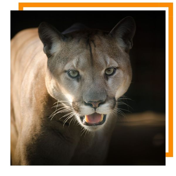 Mountain Lion Mountain Lion