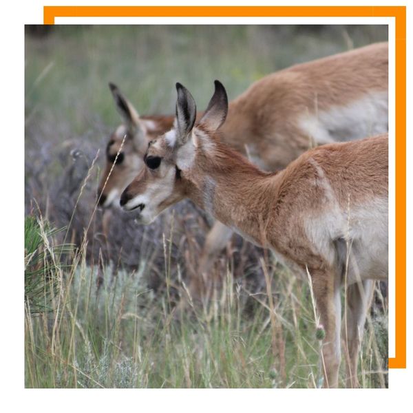 Pronghorn Antelope Pronghorn Antelope
