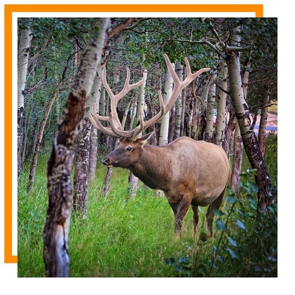 elk elk