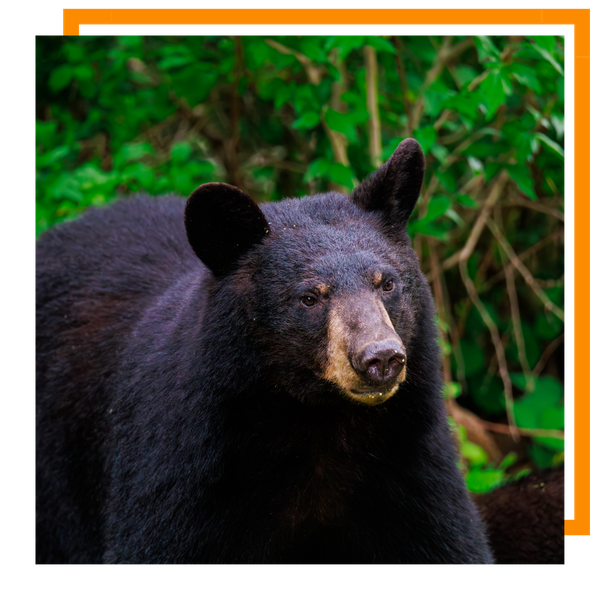 Black Bear 2.png