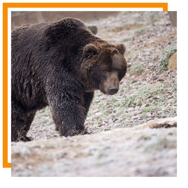 bear bear