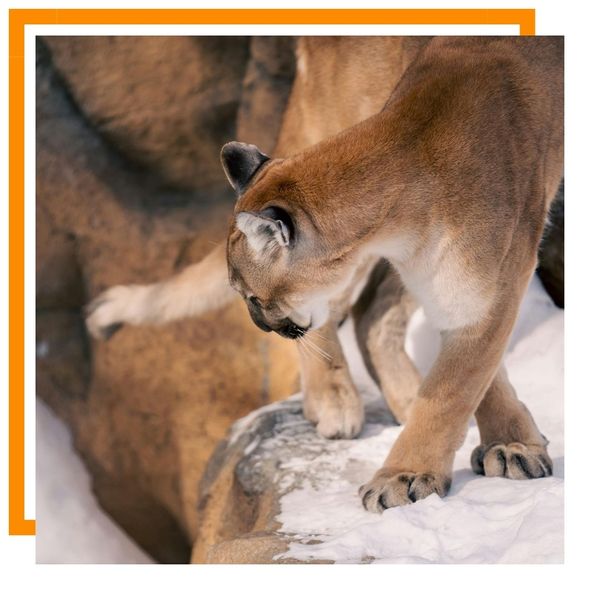 Mountain Lion Mountain Lion