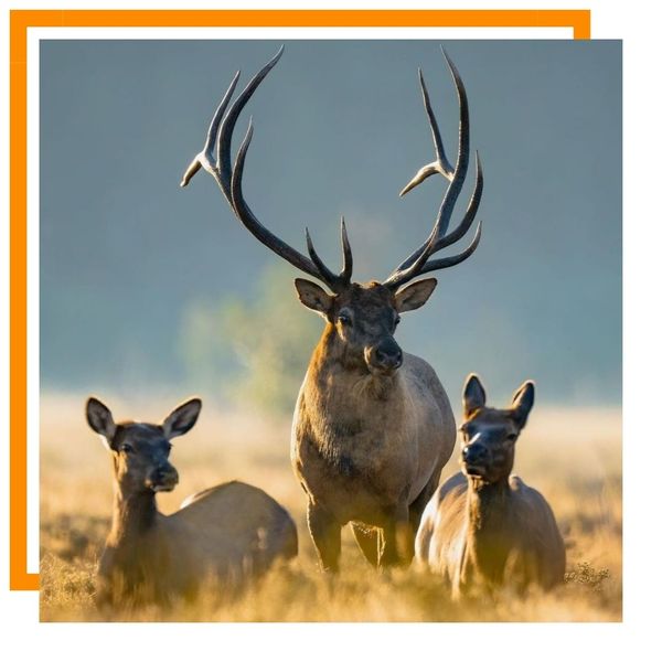 elk