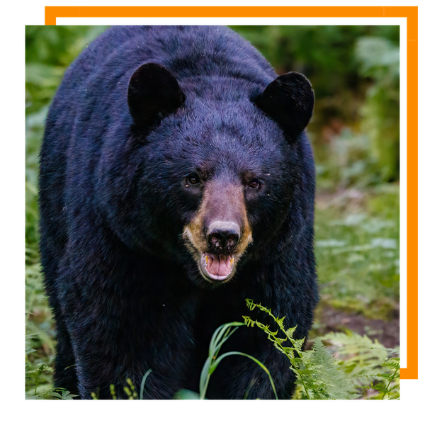 Black Bear Craig 2.png